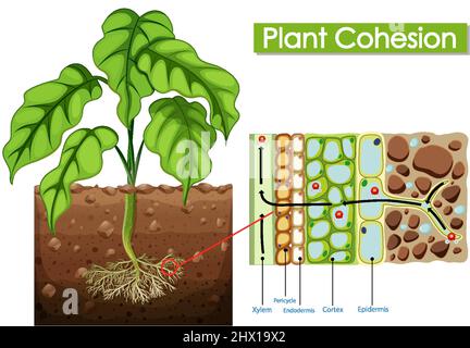 Abbildung des Pflanzenzusammenhalts Stock Vektor