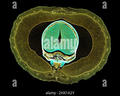 Mikroskopischer Querschnitt pflanzlicher Stammzellen, botanisches Bildungsbild mit detaillierter Zellstruktur und hochauflösender mikroskopischer Ansicht Stockfoto