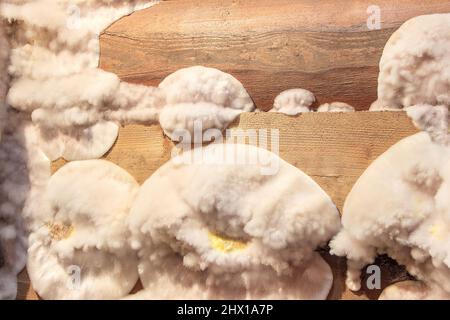 Weiß gelb flauschiger Schimmelpilz auf Holzbrett im Keller, Dachboden, Keller im Wohngebäude. Stockfoto