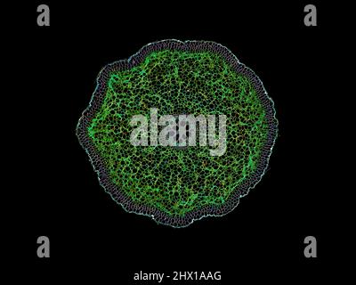 Mikroskopischer Querschnitt pflanzlicher Stammzellen, botanisches Bildungsbild mit detaillierter Zellstruktur und hochauflösender mikroskopischer Ansicht Stockfoto