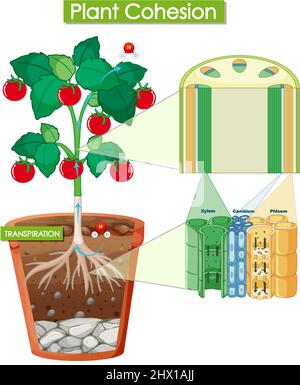 Abbildung des Pflanzenzusammenhalts Stock Vektor