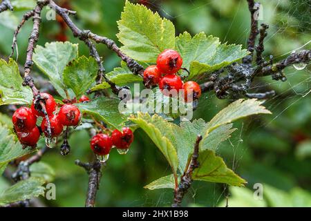 Beeren von Weißdorn und Spinnweben im Regen. Herbst in der Taiga, Sibirien. Stockfoto