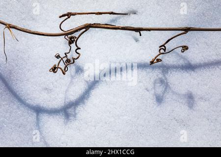 Wild Grape, Vitis sp., Ranken entlang einer Rebe im Ott Biological Preserve, Calhoun County, Michigan, USA Stockfoto