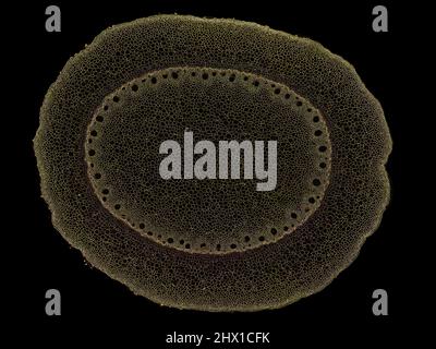 Mikroskopischer Querschnitt pflanzlicher Stammzellen, botanisches Bildungsbild mit detaillierter Zellstruktur und hochauflösender mikroskopischer Ansicht Stockfoto