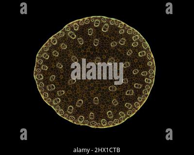Mikroskopischer Querschnitt pflanzlicher Stammzellen, botanisches Bildungsbild mit detaillierter Zellstruktur und hochauflösender mikroskopischer Ansicht Stockfoto