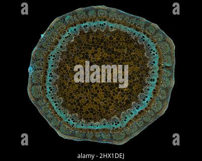 Mikroskopischer Querschnitt pflanzlicher Stammzellen, botanisches Bildungsbild mit detaillierter Zellstruktur und hochauflösender mikroskopischer Ansicht Stockfoto