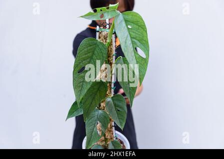 Frisches Blatt von Eipremnum pinnatum Cebu Blue Stockfoto