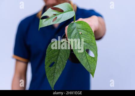 Frisches Blatt von Eipremnum pinnatum Cebu Blue Stockfoto