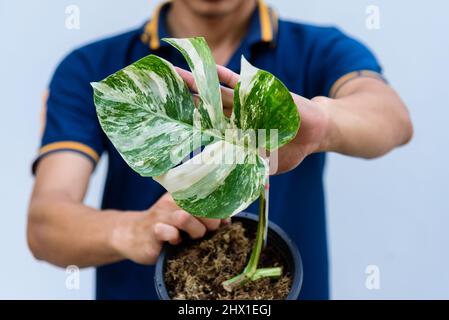 Monstera Borsigiana Albo hat sich im Topf vervielfältigt Stockfoto
