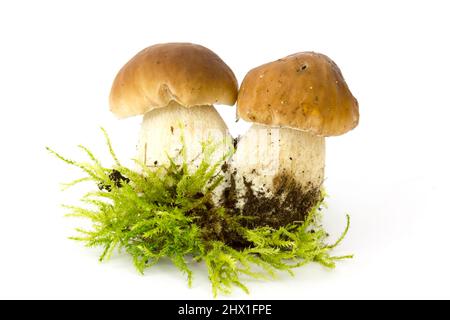 Steinpilze auf moos - weißer Hintergrund Stockfoto