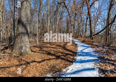 Wanderung durch einen Eichenwald im Ott Biological Preserve, Calhoun County, Michigan, USA Stockfoto