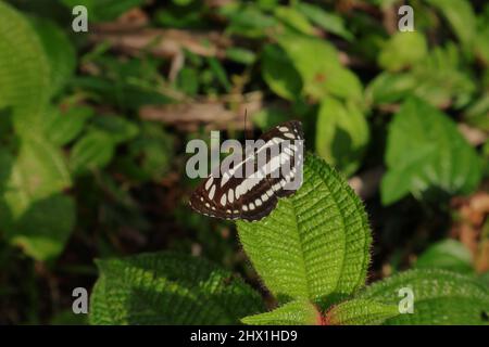 Nahaufnahme eines Flügelspreizers, der auf einer Miconia Crenata-Pflanze mit den haarigen Blättern aufliegt Stockfoto