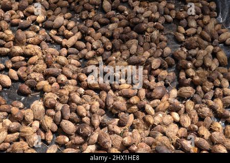 Vollbilderansicht von geernteten Bio-getrockneten Betel-Nüssen, Areca-Nüssen, die in Sonnenlicht gesetzt werden Stockfoto