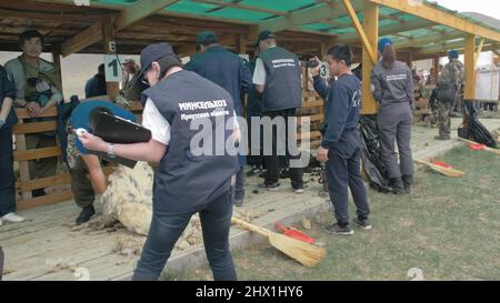 Baikal, Russland - 14 2019. Juni: Burjat National Sport Shearer Scheren Schafe auf der landwirtschaftlichen Show im Wettbewerb. Sacred Mount Yehe Erdo, Austragungsort des Buryat-Feiertages der Yerdyn Games Stockfoto