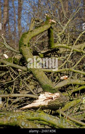 Sturmschaden, abgeknickte zweite und Baumstämme, Deutschland, Europa Stockfoto