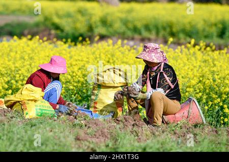 Weining, Chinas Provinz Guizhou. 7. März 2022. Bauern ernten Taros in Panzhou, südwestlich der chinesischen Provinz Guizhou, 7. März 2022. Im Zuge der Konsolidierung der Erfolge zur Armutsbekämpfung und der Förderung der ländlichen Wiederbelebung hat Guizhou die Landwirte aktiv dazu gebracht, die Anbaumethoden zu ändern und eine geeignete Agrarindustrie in Berggebieten zu entwickeln. Gleichzeitig bemühte sich Guizhou um die Integration der Landwirtschaft in die Tourismus- und Kulturindustrie, was zur Steigerung der landwirtschaftlichen Effizienz und des Einkommens der Landwirte beitrug. Quelle: Yang Wenbin/Xinhua/Alamy Live News Stockfoto
