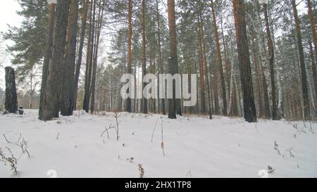 Professioneller Extremsportler Biker, der im Freien fette Bikes fährt. Nahaufnahme des Hinterrads. Radler fahren im Winterwald. Mann auf dem Mountainbike mit großem Reifen. Schnee fliege in die Objektivkamera. Stockfoto