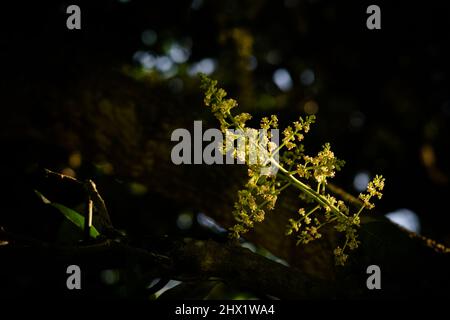 Blütenstand der Mangofrucht mit Sonnenlicht und dunklem Hintergrund mit selektivem Fokus. Stockfoto