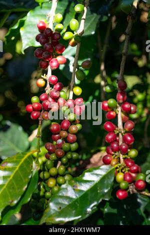 Rot Gelb und grün frisch reifen Arabica oder Robusta ein Bio-Kaffee Beeren Bohnen in der Natur Plantage. Kaffeebaum Plantagen Feld Hintergrund Konz Stockfoto