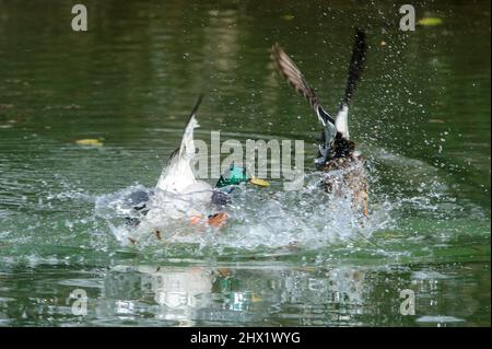 15-märz-2021 die Stockente Anas platyrhynchos ist eine taumelnde Ente. Mallard Duck Male Tauchen im Wasser. Kampf zwischen zwei Männchen Stockfoto