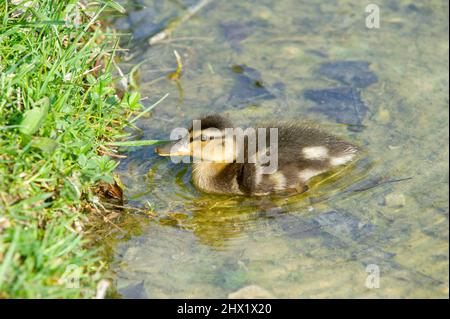 15-märz-2021 die Stockente Anas platyrhynchos ist eine taumelnde Ente. Mama Ente und junge Entlein Schwimmen im Lombardei-See in Italien Stockfoto