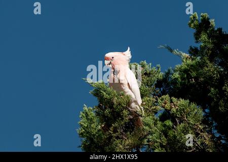 Seltener Pink Cockatoo, der in einer Kiefer sitzt. Stockfoto