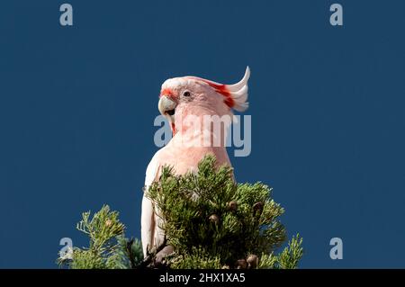 Seltener Pink Cockatoo, der in einer Kiefer sitzt. Stockfoto