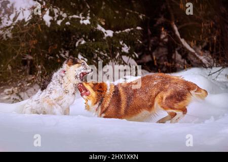 Zwei Hunde, die draußen im Schnee rauh spielen Stockfoto