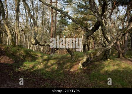 Kiefern- und Birkenwald im Naturschutzgebiet Angelholms Strandkog direkt an der Küste von Kattegat in Skåne län in Südschweden. Stockfoto