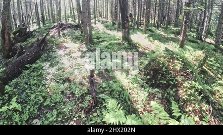 Eine Katze in einem Stadtpark. Bengalische Wildkatzen laufen im Kragen auf dem Wald. Asian Jungle Cat oder Swamp oder Reed. Domestizierte Leopardenkatze versteckt, jagt und spielt im Gras. Hauskatze in der Natur im Freien. Stockfoto