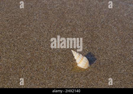 Eine leere Muschel auf dem nassen sauberen Sand des Strandes mit Schatten durch Sonnenlicht. Reise- und Urlaubskonzept. Stockfoto