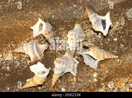 Der Pelikanfuß ist eine unverwechselbare und elegante Muschel und befindet sich unterhalb der Ebbe-Markierung in schlammigen Sandhabitaten. Leere Schalen werden oft gewaschen Stockfoto