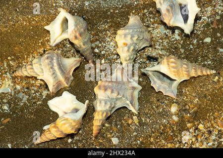 Der Pelikanfuß ist eine unverwechselbare und elegante Muschel und befindet sich unterhalb der Ebbe-Markierung in schlammigen Sandhabitaten. Leere Schalen werden oft gewaschen Stockfoto