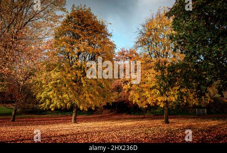 Sonnenbeschienene Herbstbäume, umgeben von heruntergefallenen Blättern, in einem britischen Park. Stockfoto