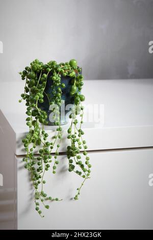 Senecio rowleyanus, Perlenkette, Zimmerpflanze mit runden grünen Blättern in einem blauen Keramiktopf. Isoliert auf weißem Hintergrund, im Porträt. Stockfoto