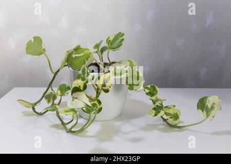 Eipremnum aureum, Pothos-Perlen und Jade. Zimmerpflanze mit bunten weißen und grünen Blättern. Isoliert vor weißem Hintergrund, in einem weißen Topf. Stockfoto