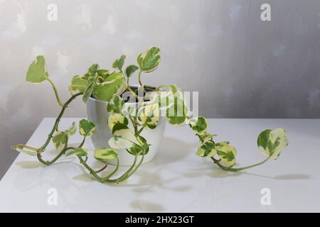 Eipremnum aureum, Pothos-Perlen und Jade. Zimmerpflanze mit bunten weißen und grünen Blättern. Isoliert vor weißem Hintergrund, in einem weißen Topf. Stockfoto