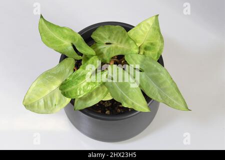 Syngonium podophyllum, weißer Schmetterling, Zimmerpflanze mit grünen und weißen Blättern. Pflanze isoliert auf weißem Hintergrund, von oben, in einem schwarzen Topf Stockfoto