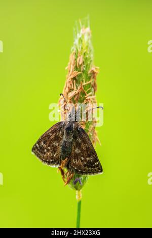 Dingy Skipper - Erynnis-Tages, kleiner brauner Schmetterling aus europäischen Wiesen und Weiden, Weiße Karpaten, Tschechische Republik. Stockfoto