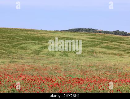 Sommer toskanische Wiese mit Gras und Kräutern und einem dichten Hain von Mohnblumen vor Stockfoto