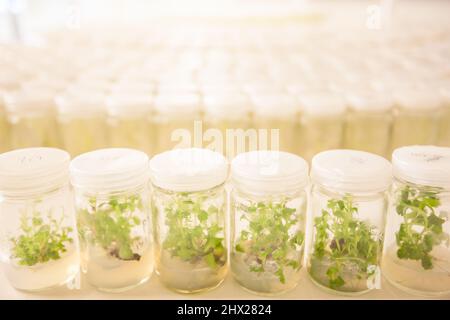 Pflanzengewebekultur, eine kleine Pflanze in Reagenzgläsern. Spargel und andere tropische Pflanzen im Labor. Stockfoto