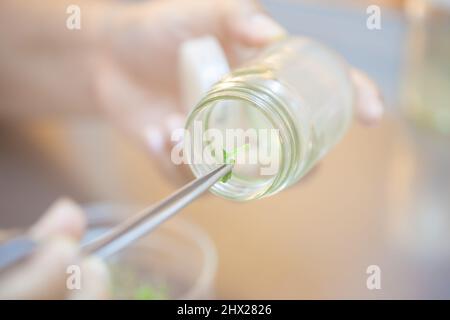 Wissenschaftler halten Zangen für die Entnahme von Pflanzengewebekulturen in einer Flasche und führen Laborexperimente durch. Kleine Anlage in Testflasche. Stockfoto
