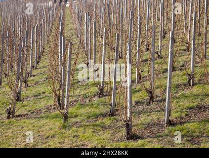 Setzlinge im Frühling im Park Stockfoto