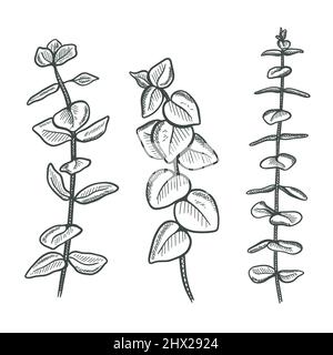 Set Zweige Eukalyptus handgraviert Stock Vektor