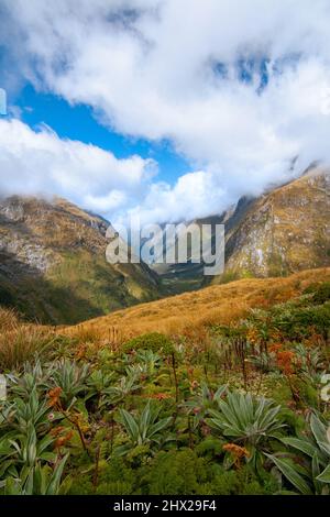 Fiordland Mountain Daisy und einheimische Pflanzen, landschaftlich schöner Blick vom Mackinnon Pass zum Clinton Canyon im Hintergrund, Neuseeland Stockfoto