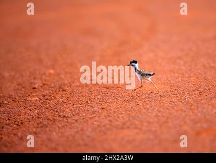 Der erste Schritt eines kleinen Vogels in einer Wildnis. Stockfoto