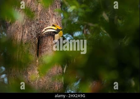 Männlicher Hornbill füttert das Weibchen und ihre Küken an der Nesthöhle im großen Baumstamm mit wilder Ratte. Nationalpark Pang Sida, Thailand. Stockfoto