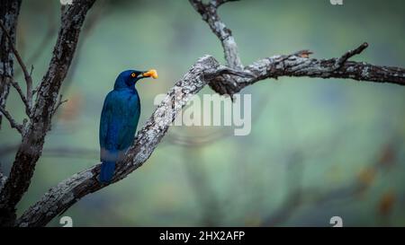 Ein blauer Umhang, der auf einem Ast saß und Früchte fütterte. Seitenansicht Stockfoto