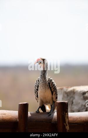 Ein Hornvogel, der auf einem Zaun ruht Stockfoto