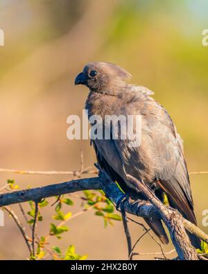 Ein grauer Go-awa-Vogel, der auf einem Zweig in Südafrika sitzt Stockfoto